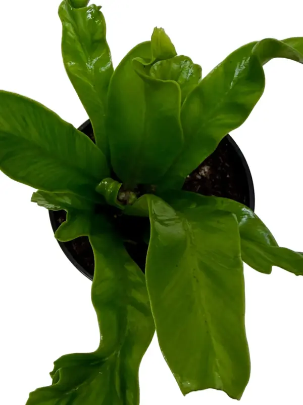 Bird's Nest 'Leslie' Fern — additional view