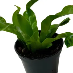 Bird's Nest 'Leslie' Fern — additional view