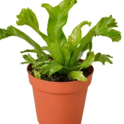 Bird's Nest 'Leslie' Fern — additional view