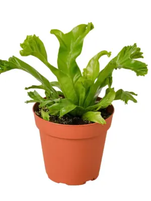 Bird's Nest 'Leslie' Fern — additional view