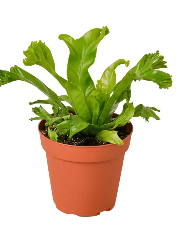 Bird's Nest 'Leslie' Fern — additional view