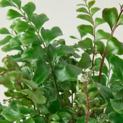 Mahogany Fern houseplant