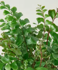 Mahogany Fern houseplant
