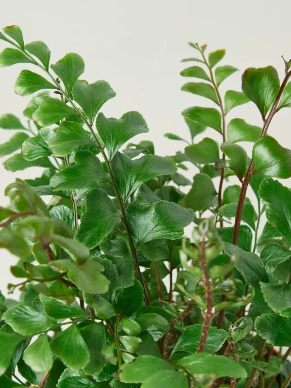 Mahogany Fern houseplant