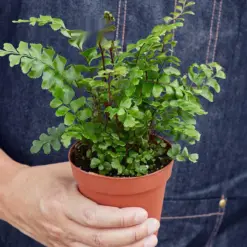 Mahogany Fern — held in hand for size reference