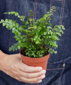 Mahogany Fern — held in hand for size reference