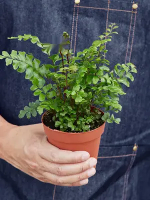 Mahogany Fern — held in hand for size reference
