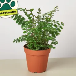 Mahogany Fern — additional view