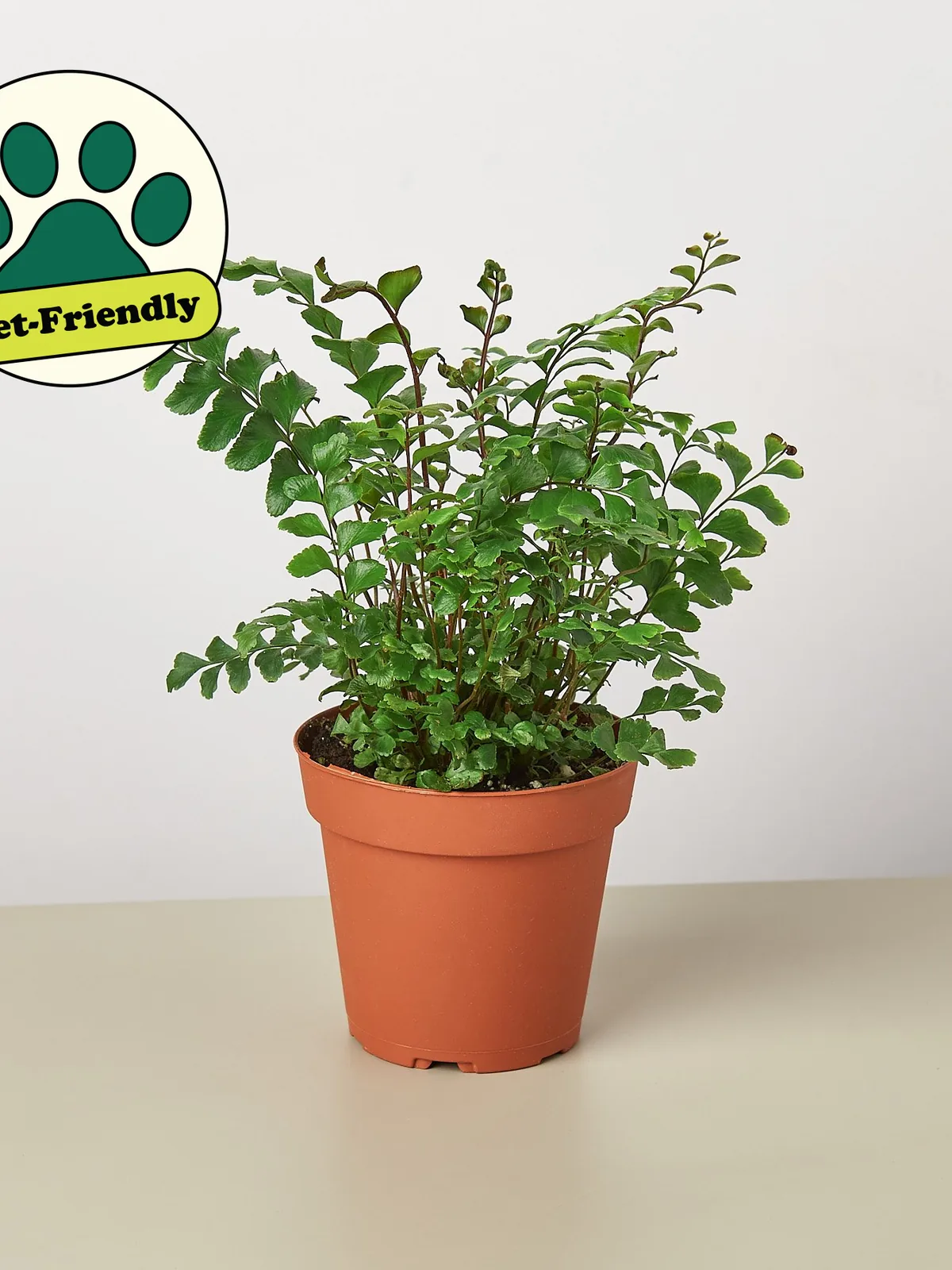 Mahogany Fern — additional view