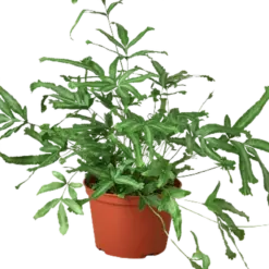 Pteris Cretica 'Mayi' Fern houseplant