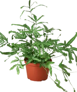 Pteris Cretica 'Mayi' Fern houseplant