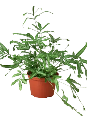 Pteris Cretica 'Mayi' Fern houseplant