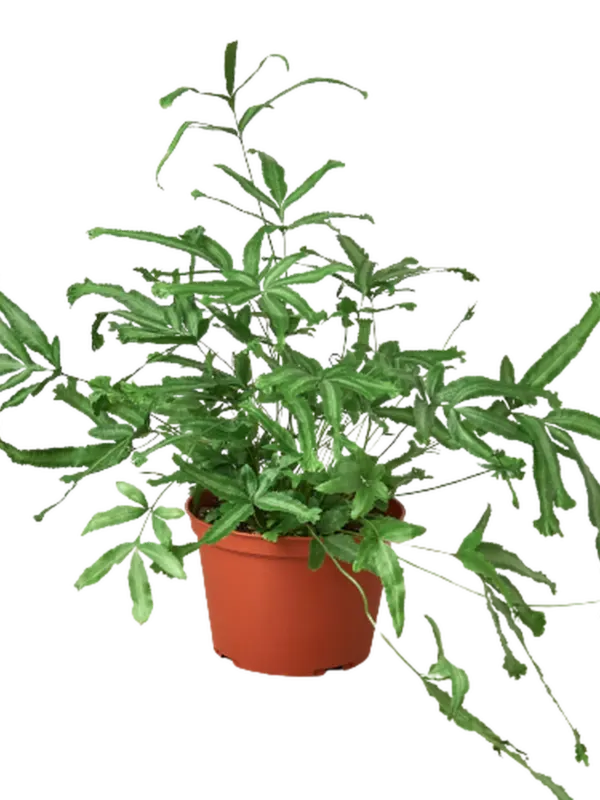 Pteris Cretica 'Mayi' Fern houseplant