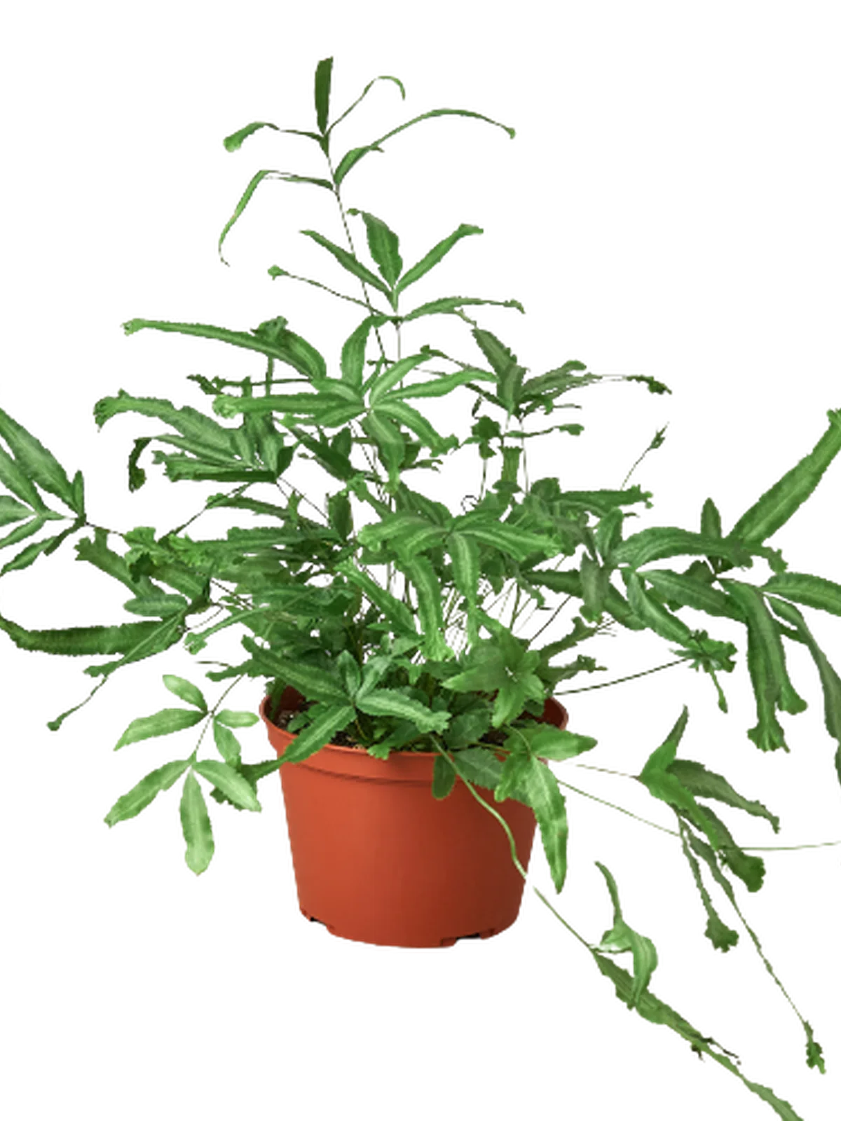 Pteris Cretica 