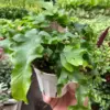 Fern 'Nicolas Diamond' houseplant