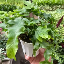 Fern 'Nicolas Diamond' houseplant