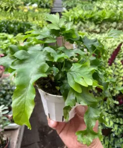 Fern 'Nicolas Diamond' houseplant