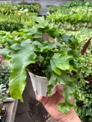 Fern 'Nicolas Diamond' houseplant