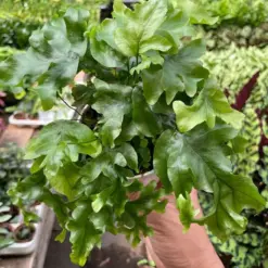 Fern 'Nicolas Diamond' — additional view