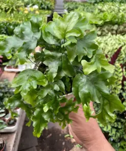 Fern 'Nicolas Diamond' — additional view