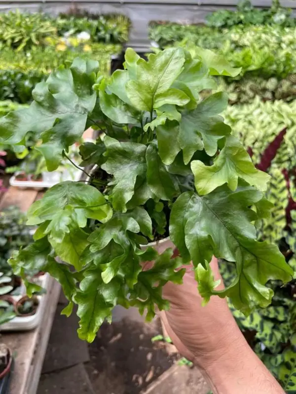 Fern 'Nicolas Diamond' — additional view