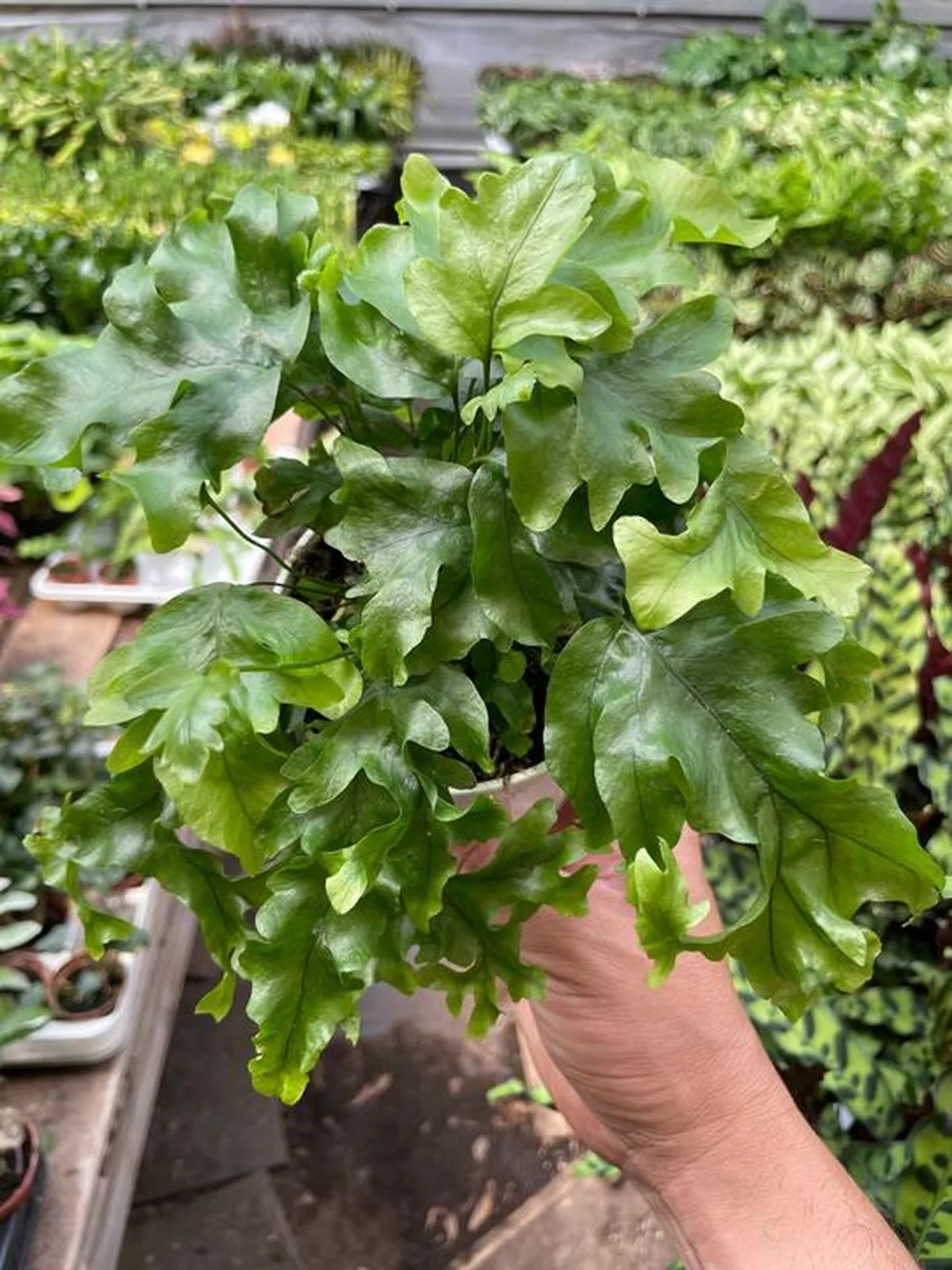 Fern 