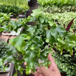 Fern 'Nicolas Diamond' — additional view