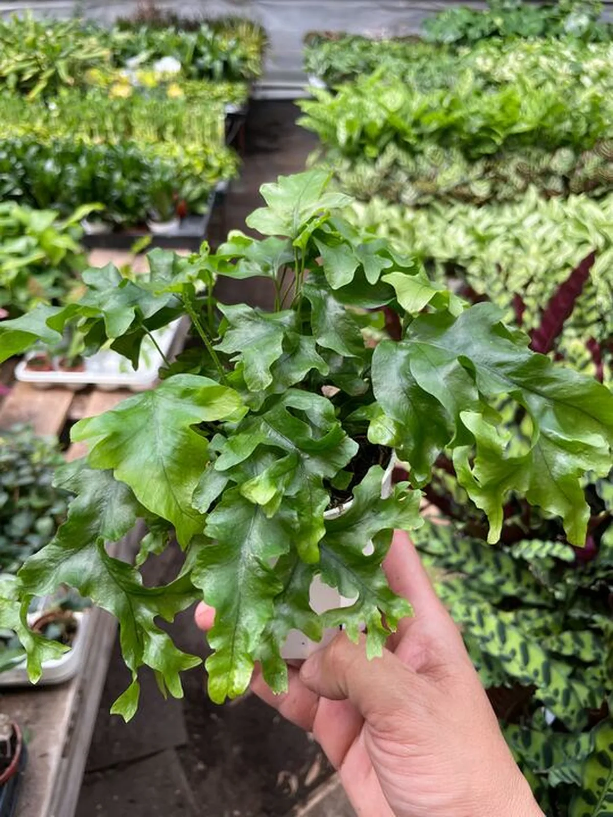 Fern 