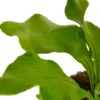 Bird's Nest 'Nidus' Fern houseplant
