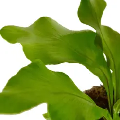 Bird's Nest 'Nidus' Fern houseplant