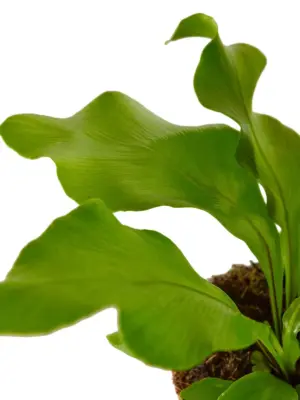 Bird's Nest 'Nidus' Fern houseplant