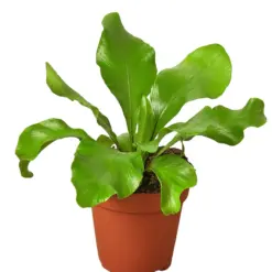 Bird's Nest 'Nidus' Fern — additional view