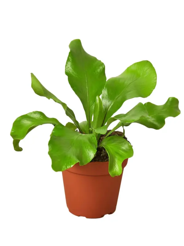 Bird's Nest 'Nidus' Fern — additional view