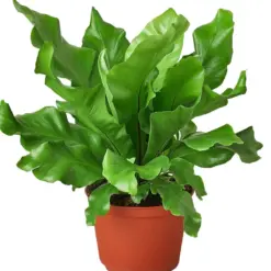 Bird's Nest 'Nidus' Fern — additional view