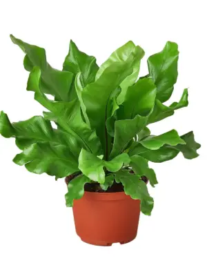 Bird's Nest 'Nidus' Fern — additional view