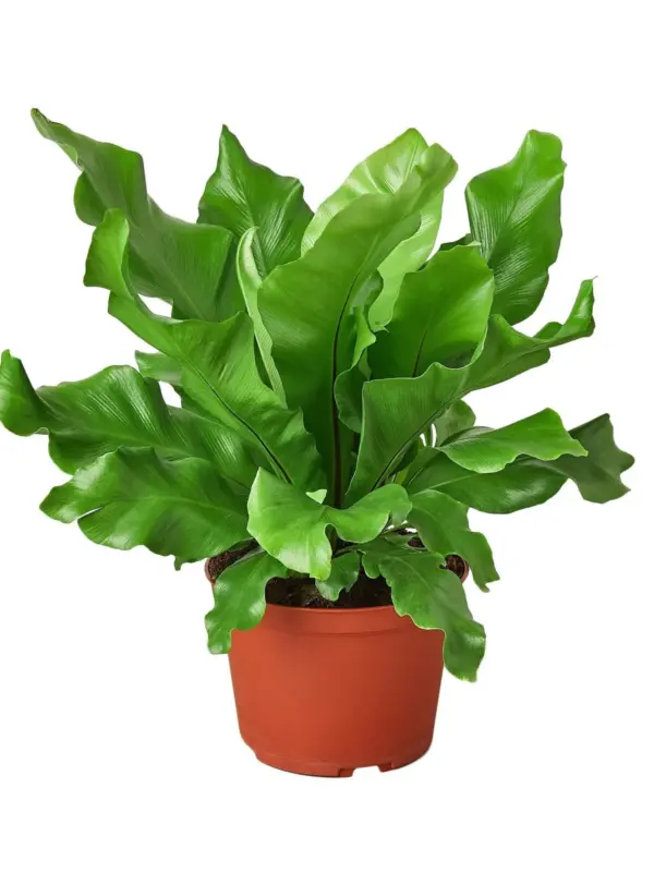 Bird's Nest 'Nidus' Fern — additional view