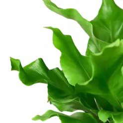 Bird's Nest 'Nidus' Fern — leaf detail close-up