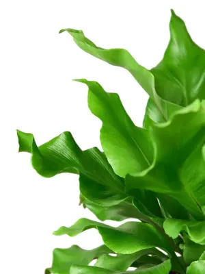 Bird's Nest 'Nidus' Fern — leaf detail close-up