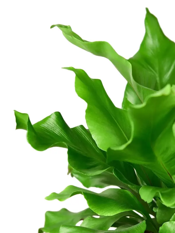 Bird's Nest 'Nidus' Fern — leaf detail close-up