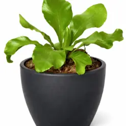 Bird's Nest 'Nidus' Fern — additional view
