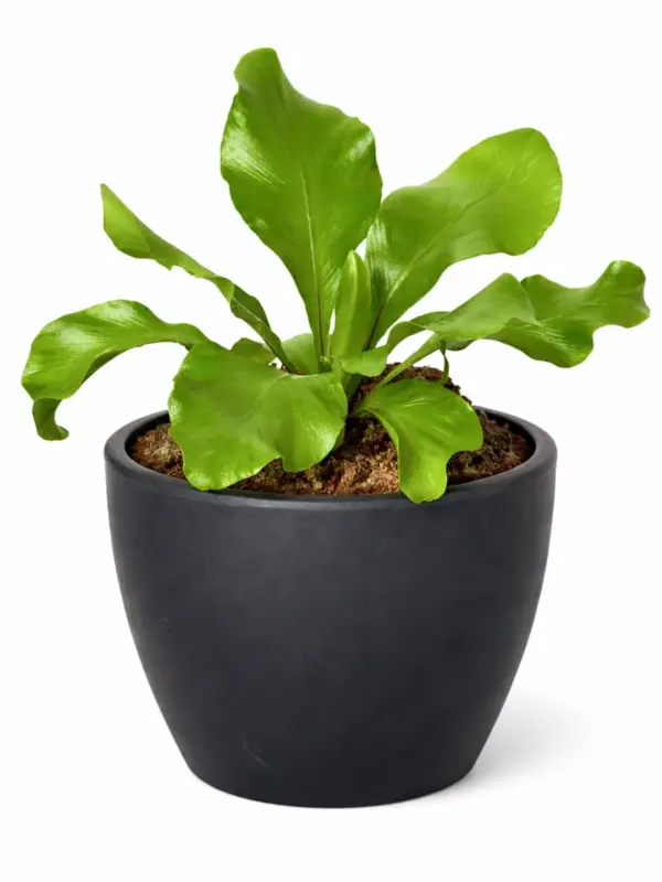 Bird's Nest 'Nidus' Fern — additional view