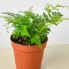 Rabbit's Foot Fern houseplant