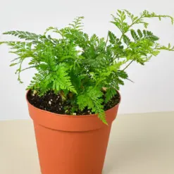 Rabbit's Foot Fern houseplant