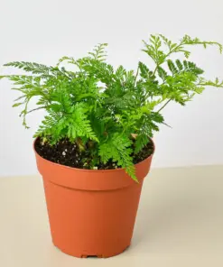Rabbit's Foot Fern houseplant