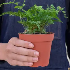 Rabbit's Foot Fern — held in hand for size reference