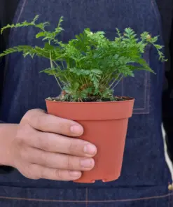 Rabbit's Foot Fern — held in hand for size reference