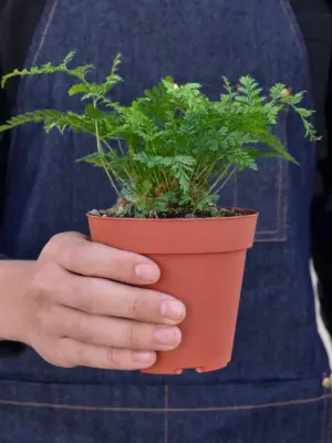 Rabbit's Foot Fern — held in hand for size reference
