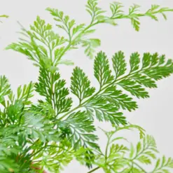 Rabbit's Foot Fern — additional view