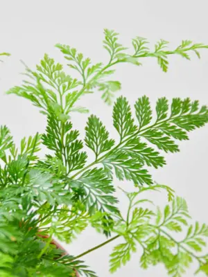 Rabbit's Foot Fern — additional view