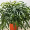 Fern Rosy Maidenhair houseplant